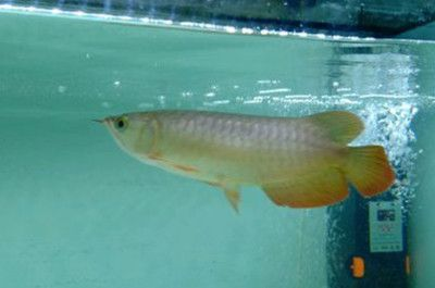 龍魚爛鱗怎么回事啊vs祥龍魚場(chǎng)：如何預(yù)防龍魚爛鱗
