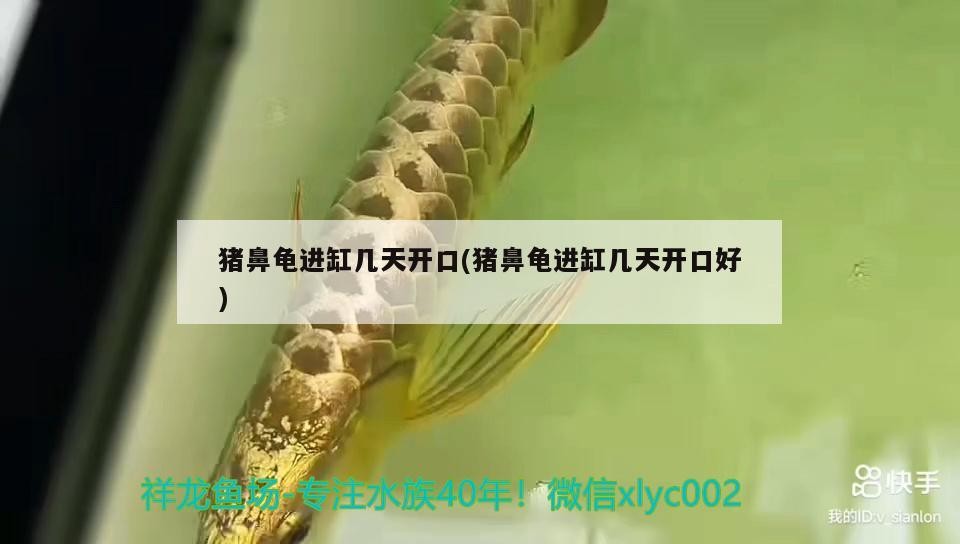 豬鼻龜進缸幾天開口(豬鼻龜進缸幾天開口好) 豬鼻龜進缸幾天開口(豬鼻龜進缸幾天開口好) 豬鼻龜百科