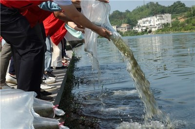家里養(yǎng)的冷水魚哪種好養(yǎng)活:家里養(yǎng)的冷水魚哪種好養(yǎng)活一點(diǎn) 龍魚百科 第1張 家里養(yǎng)的冷水魚哪種好養(yǎng)活:家里養(yǎng)的冷水魚哪種好養(yǎng)活一點(diǎn) 家里養(yǎng)的冷水魚哪種好養(yǎng)活:家里養(yǎng)的冷水魚哪種好養(yǎng)活一點(diǎn) 龍魚百科 第1張