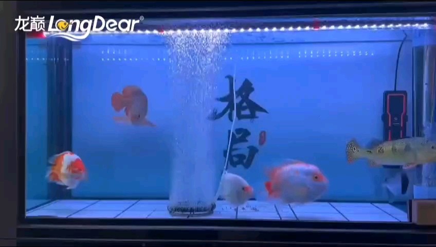 轉(zhuǎn)發(fā)551 轉(zhuǎn)發(fā)551 龍魚論壇