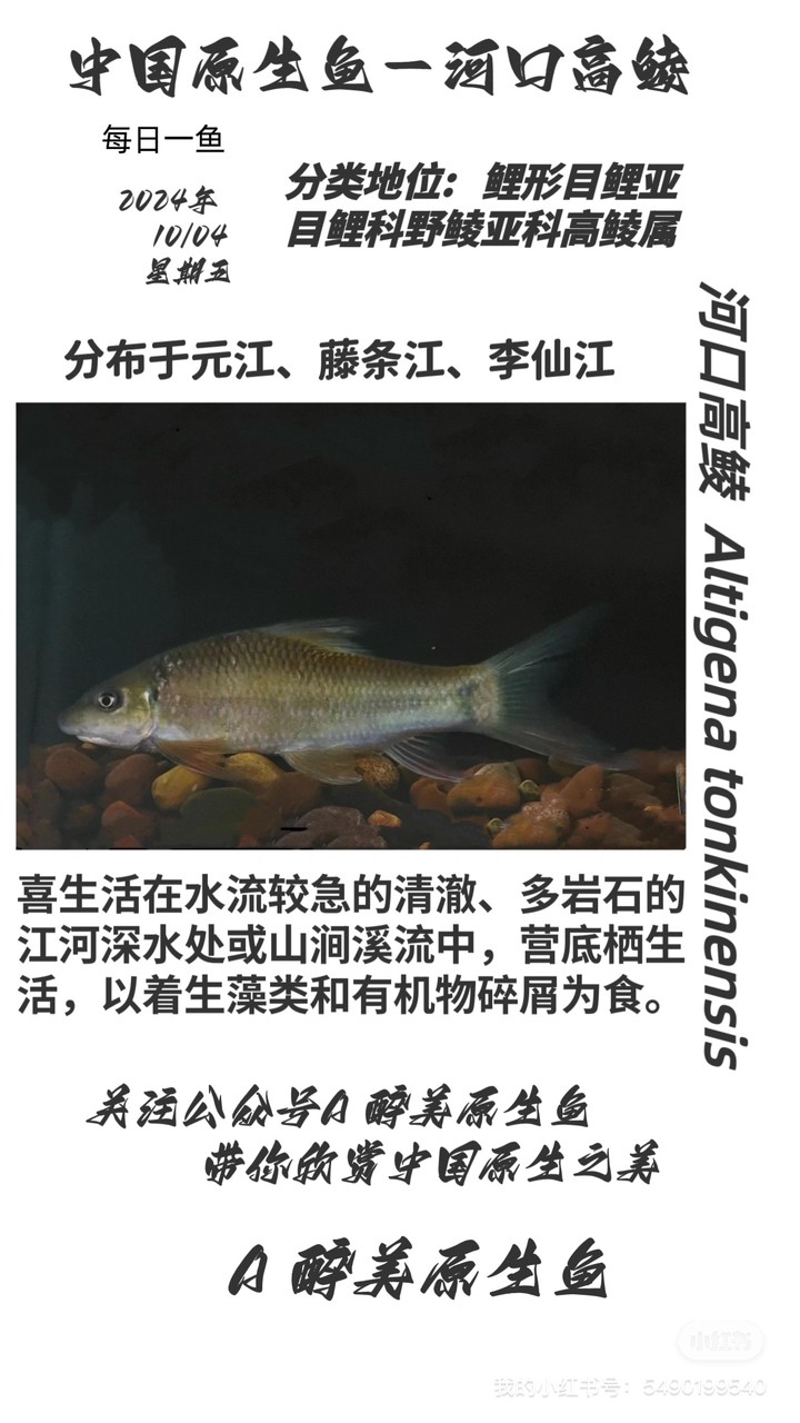 河口高鯪