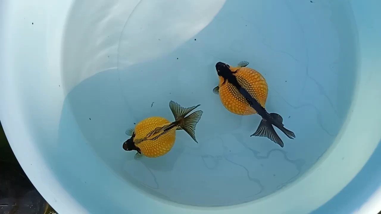 武漢大體紅白珍珠 武漢大體紅白珍珠 龍魚論壇