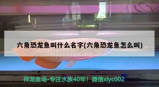 家里請了麒麟不順咋辦：家里請了麒麟反而不太順
