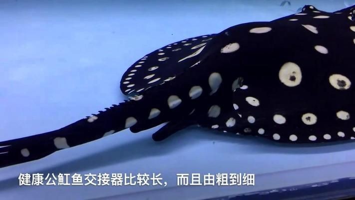魟魚傷口白絮：魟魚傷口出現白色絮狀物可能是由于真菌感染導致的水霉病