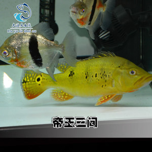 家里面適合放魚缸嗎：家里面適合放魚缸嗎風(fēng)水好嗎