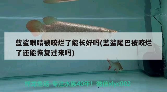 藍鯊眼睛被咬爛了能長好嗎(藍鯊尾巴被咬爛了還能恢復過來嗎)
