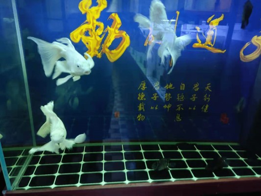 魚缸里面白色團狀
