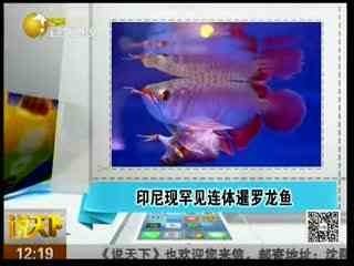 家里可以養魚嗎?有沒風水問題：家里為什么不能隨便養魚