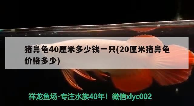 龍魚干蝦有營養嗎 豬鼻龜40厘米多少錢一只(20厘米豬鼻龜價格多少) 豬鼻龜百科 豬鼻龜40厘米多少錢一只(20厘米豬鼻龜價格多少) 豬鼻龜40厘米多少錢一只(20厘米豬鼻龜價格多少) 豬鼻龜百科