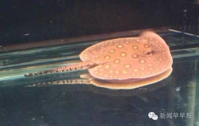 魟魚的毒性有多強大啊：魟魚的毒性因品種而異