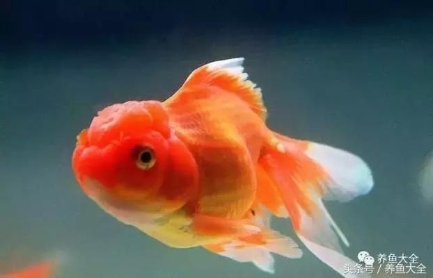 金龍魚發色環境要求：金龍魚發色的要求