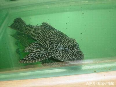 家里進鬼了如何趕走：趕走不干凈的東西咒語 家里進鬼了如何趕走：趕走不干凈的東西咒語 龍魚百科 第1張