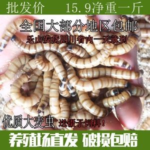 樂山龍魚vs祥龍魚場（樂山龍魚與祥龍魚場的優勢） 樂山龍魚vs祥龍魚場（樂山龍魚與祥龍魚場的優勢） 全國水族館企業名錄 第2張