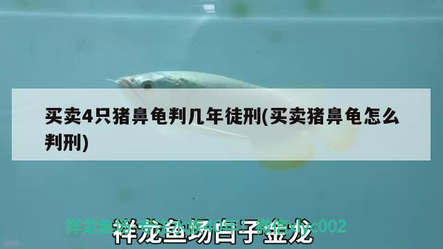 買賣4只豬鼻龜判幾年徒刑(買賣豬鼻龜怎么判刑)