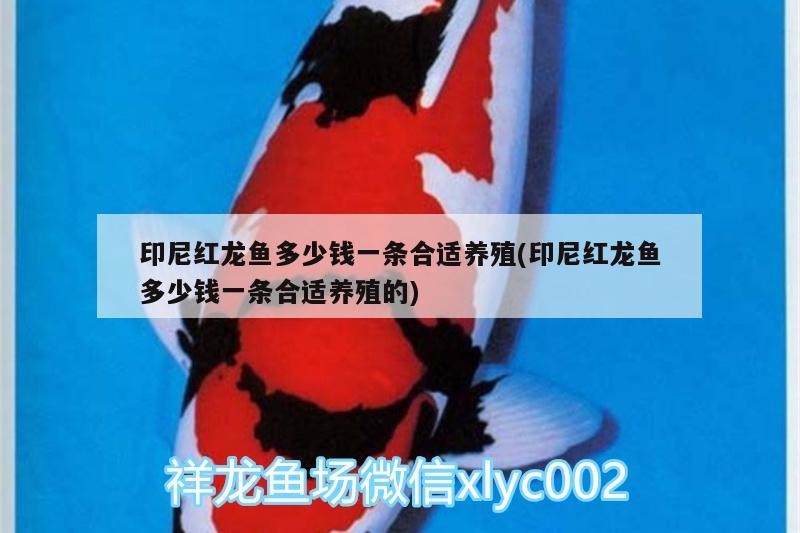 印尼紅龍魚多少錢一條合適養殖(印尼紅龍魚多少錢一條合適養殖的)