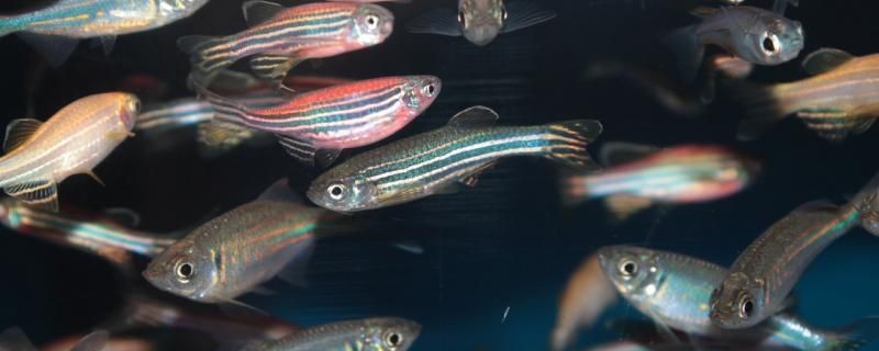 重慶哪里賣魚缸好一點的地方（重慶榮昌縣哪里有賣魚缸，觀賞魚的水族店）