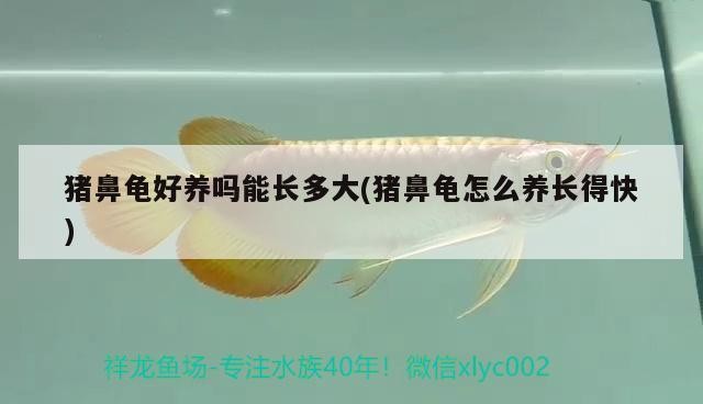 豬鼻龜好養嗎能長多大(豬鼻龜怎么養長得快)