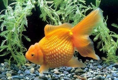 家里的魚總是養(yǎng)不活怎么回事：家里的魚總是養(yǎng)不活怎么回事兒