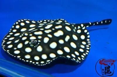 黑白皇冠魟魚好養嗎：黑白皇冠魟魚好養嗎，黑白皇冠魟魚的飼養難度相對較高