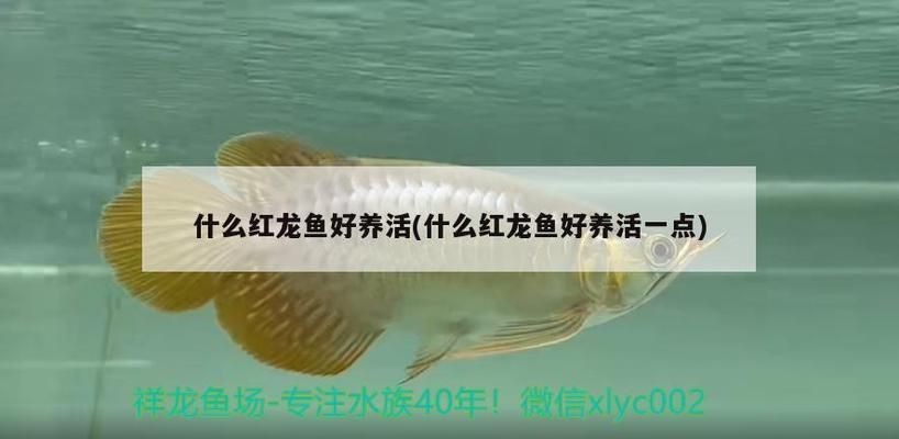 紅龍魚什么水質最好養活的：紅龍魚最佳水質要求