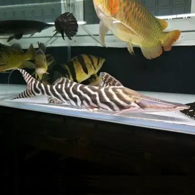 家里不想擺放麒麟了該怎么請走:家里不想擺放麒麟了該怎么處置 龍魚百科 第1張 家里不想擺放麒麟了該怎么請走:家里不想擺放麒麟了該怎么處置 家里不想擺放麒麟了該怎么請走:家里不想擺放麒麟了該怎么處置 龍魚百科 第1張