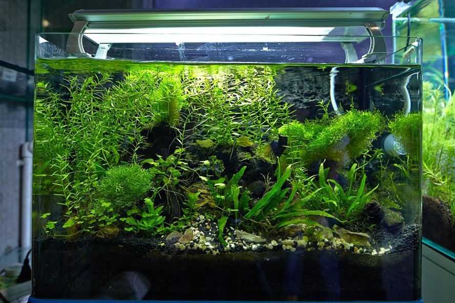 60 魚缸：60公分魚缸的尺寸和重量