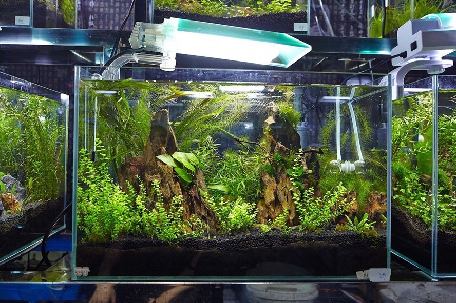 60 魚缸：60公分魚缸的尺寸和重量