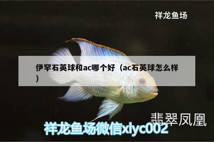 伊罕石英球和ac哪個好（ac石英球怎么樣）