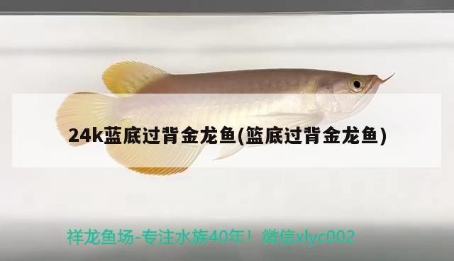 24k藍(lán)底過(guò)背金龍魚(yú)(籃底過(guò)背金龍魚(yú))