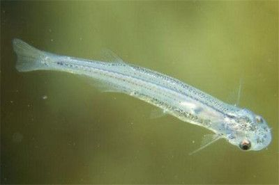 魟魚的毒素多久排出一次：魟魚的毒素多久排出一次，我們需要明確幾個關(guān)鍵點