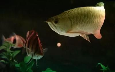 龍魚爛鰭爛尾用什么藥好使vs祥龍魚場:龍魚常見疾病及治療方法 vs祥龍魚場 第3張 龍魚爛鰭爛尾用什么藥好使vs祥龍魚場:龍魚常見疾病及治療方法 龍魚爛鰭爛尾用什么藥好使vs祥龍魚場:龍魚常見疾病及治療方法 vs祥龍魚場 第3張
