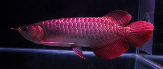 龍魚爛鰭爛尾用什么藥好使vs祥龍魚場:龍魚常見疾病及治療方法 vs祥龍魚場 第4張 龍魚爛鰭爛尾用什么藥好使vs祥龍魚場:龍魚常見疾病及治療方法 龍魚爛鰭爛尾用什么藥好使vs祥龍魚場:龍魚常見疾病及治療方法 vs祥龍魚場 第4張