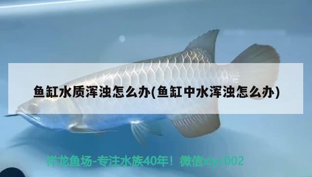 魚缸水質渾濁怎么辦(魚缸中水渾濁怎么辦) 魚缸水質渾濁怎么辦(魚缸中水渾濁怎么辦) 金龍魚百科