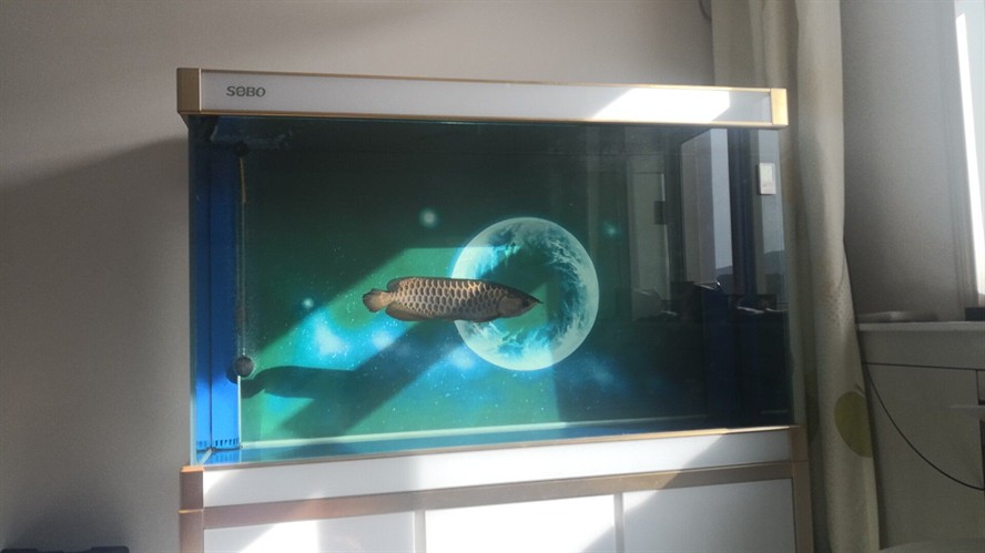 10cm銀龍魚怎么養