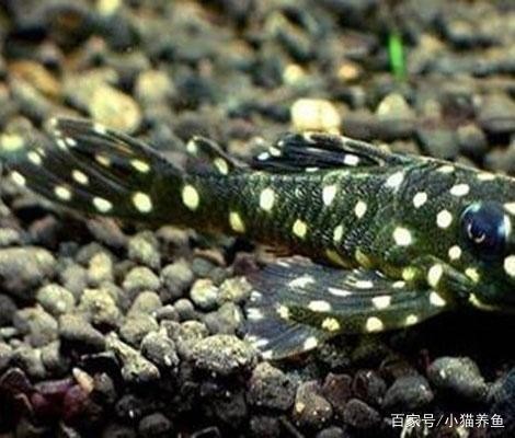 鯽魚死了會浮起來嗎：鯽魚死了會浮起來嗎為什么 鯽魚死了會浮起來嗎：鯽魚死了會浮起來嗎為什么 龍魚百科 第2張