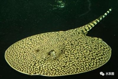 鯽魚放自來水能養幾天：鯽魚放自來水能養幾天?