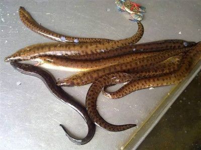 魟魚有沒有牙：魟魚有沒有牙齒