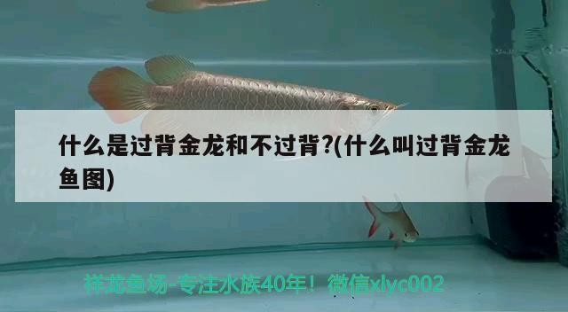 什么是過背金龍和不過背?(什么叫過背金龍魚圖)