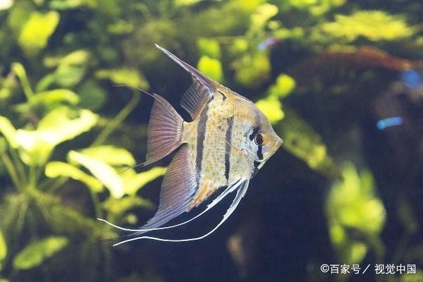 祭祖魚頭往里還是向外：祭祖的魚頭朝里放還是朝外放好
