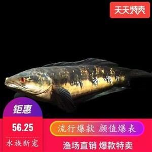 紅龍魚體型怎么可以變寬一點