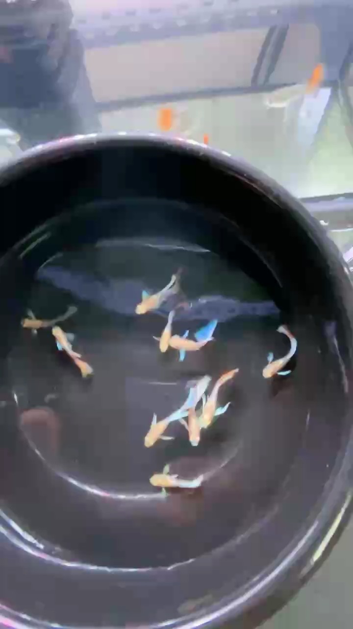 鷗翼火燒云