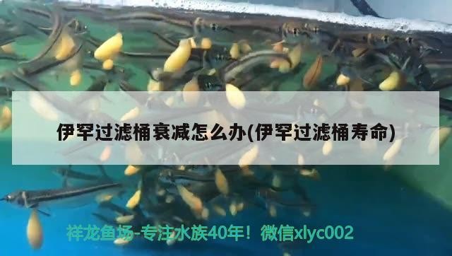 伊罕過濾桶衰減怎么辦(伊罕過濾桶壽命)