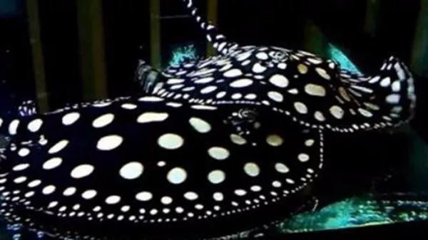 雞頭朝哪個方向擺放好:雞頭朝哪個方向擺放好呢 龍魚百科 第2張 雞頭朝哪個方向擺放好:雞頭朝哪個方向擺放好呢 雞頭朝哪個方向擺放好:雞頭朝哪個方向擺放好呢 龍魚百科 第2張