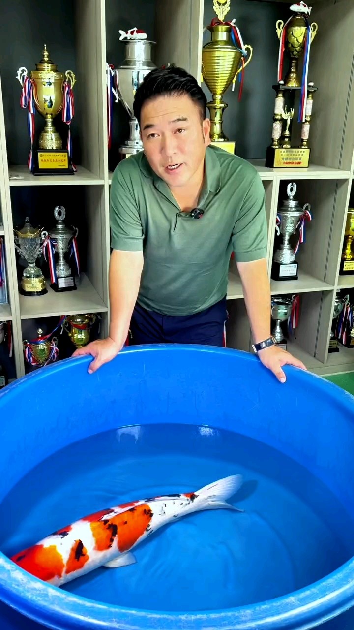 阪井種魚“北京小姐”將明年春天產(chǎn)首胎