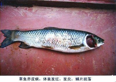 火山石和陶粒哪個好：魚缸火山石和陶粒哪個好