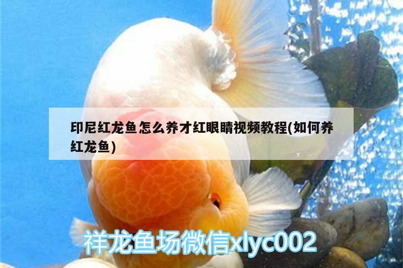 印尼紅龍魚怎么養才紅眼睛視頻教程(如何養紅龍魚)