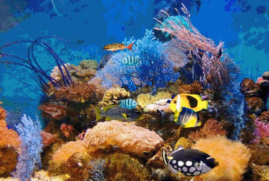 孝感水族館vs祥龍魚場（孝感水族館和祥龍魚場各有特點，選擇哪一個取決于您的興趣和需求）