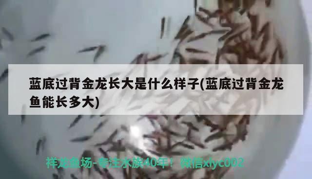 藍底過背金龍長大是什么樣子(藍底過背金龍魚能長多大)