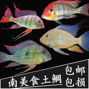 活泥鰍能直接喂魚(yú)嗎：活泥鰍能直接喂魚(yú)嗎視頻