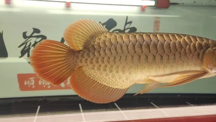 鰭尾一直長出來